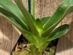 One Spike plus One Bud Paphiopedilum In Charm Topaz 'VS1' x Magic Szabo (3.5” pot) - Image 3
