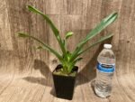 One Spike plus One Bud Paphiopedilum In Charm Topaz 'VS1' x Magic Szabo (3.5” pot) - Image 5
