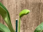 One Spike plus One Bud Paphiopedilum In Charm Topaz 'VS1' x Magic Szabo (3.5” pot) - Image 2