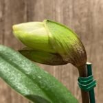 In Spike Paphiopedilum (Magic Mood × Winston Churchill) × Wally's Weirdness (3.5” pot)