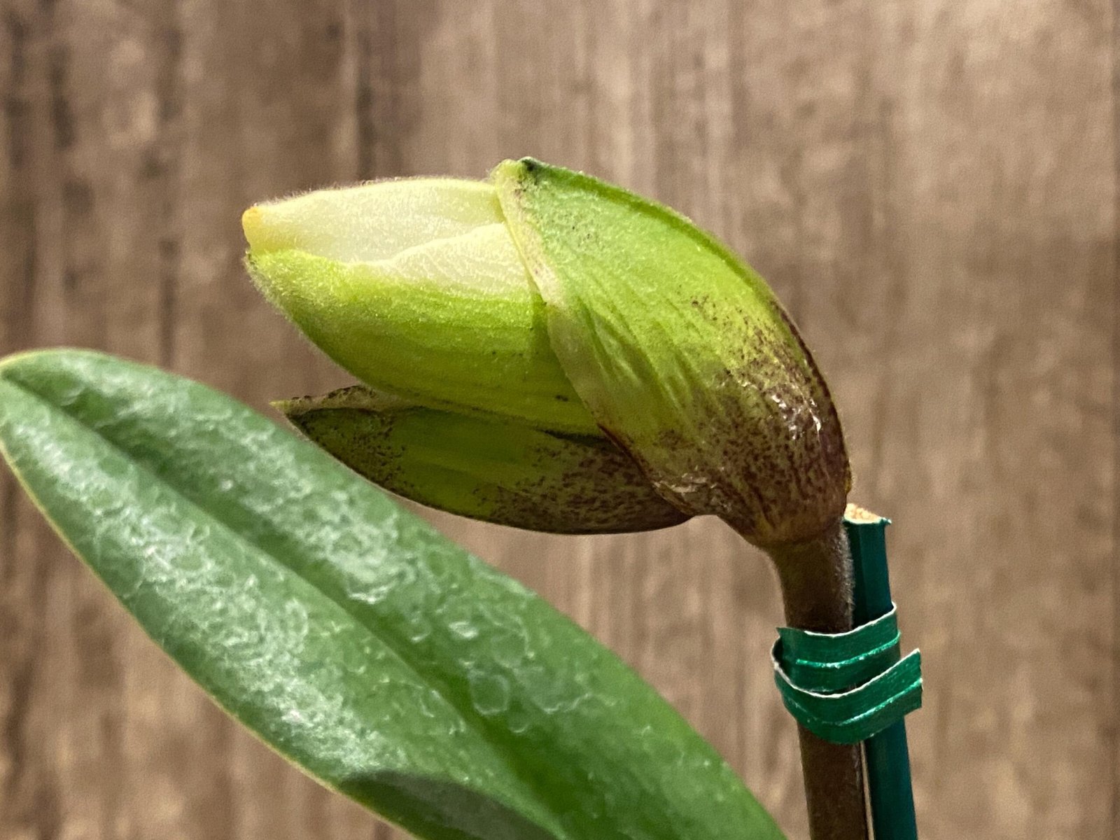 il_fullxfull.8579402966_2szf.jpg In Spike Paphiopedilum (Magic Mood × Winston Churchill) × Wally's Weirdness (3.5” pot) - Image 1