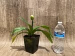 In Spike Paphiopedilum (Magic Mood × Winston Churchill) × Wally's Weirdness (3.5” pot) - Image 3