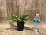In Spike Paphiopedilum Big Island Mood × In Charm Goid 'VS1’ (3.5” pot) - Image 4