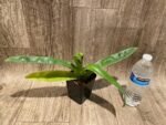 In Spike Paphiopedilum Big Island Mood x Chang Siu Alex (3.5” pot) - Image 2
