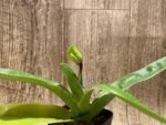 In Spike Paphiopedilum Big Island Mood x Chang Siu Alex (3.5” pot) - Image 3