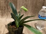 In Spike Paphiopedilum  Yang-Ji Apple x (Lady Isabel x Anitum) (3.5” pot) - Image 5