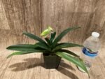 In Spike Paphiopedilum  Yang-Ji Apple x (Lady Isabel x Anitum) (3.5” pot) - Image 4