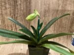 In Spike Paphiopedilum  Yang-Ji Apple x (Lady Isabel x Anitum) (3.5” pot) - Image 2