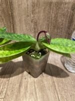 In Spike Paph. Hilo Rainbow 'Bold Spots’ x Paph. Cranberry Boba 'Red Spots' (3.5” pot) - Image 3
