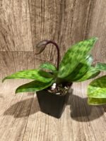 In Spike Paph. Hilo Rainbow 'Bold Spots’ x Paph. Cranberry Boba 'Red Spots' (3.5” pot) - Image 4