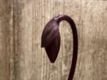 In Spike Paph. Cranberry Boba 'Brown Sugar' × Paph. Hilo Rainbow ‘#2’ (3.5” pot)