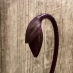 In Spike Paph. Cranberry Boba 'Brown Sugar' × Paph. Hilo Rainbow ‘#2’ (3.5” pot)