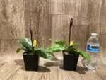 In Spike Paph. Cranberry Boba 'Brown Sugar' × Paph. Hilo Rainbow ‘#2’ (3.5” pot) - Image 2