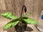 In Spike Paph. Hilo Rainbow 'Double Spotted' x Paph. Cranberry Boba 'Wild Spots’ (3.5” pot) - Image 2