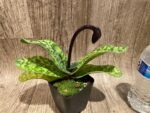In Spike Paph. Cranberry Boba 'Wild Spots' × Paph. Viny World 'Midnight Magic' (3.5” pot) - Image 2