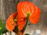 Anthurium Orange (4” pot) - Image 2