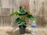 Anthurium Orange (4” pot) - Image 4