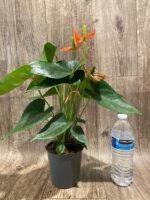 Anthurium Orange (4” pot) - Image 6