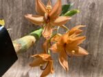In Bloom Cycnoches William Clarke '#2' × Cyc. Richard Brandon 'Spotted Lip' (2” pot) - Image 2