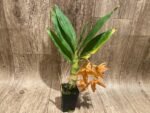 In Bloom Cycnoches William Clarke '#2' × Cyc. Richard Brandon 'Spotted Lip' (2” pot) - Image 5