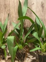 Odontocidium Catatante ‘Sun King’ (3.5” pot) - Image 7