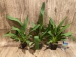 Odontocidium Catatante ‘Sun King’ (3.5” pot) - Image 5