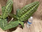 Ardisia sp (Labisia sp) Turtle Back XL (4” pot) - Image 7