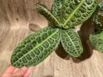 Ardisia sp (Labisia sp) Turtle Back XL (4” pot) - Image 8