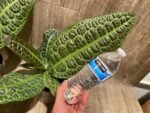 Ardisia sp (Labisia sp) Turtle Back XL (4” pot) - Image 10