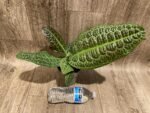Ardisia sp (Labisia sp) Turtle Back XL (4” pot) - Image 6