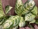 Aglaonema commutatum (4” pot) - Image 2