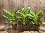 Aglaonema commutatum (4” pot) - Image 11
