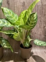 Aglaonema commutatum (4” pot) - Image 9