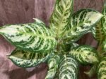 Aglaonema commutatum (4” pot) - Image 5