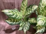 Aglaonema commutatum (4” pot) - Image 4