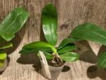 Phalaenopsis Jennifer Palermo (tetraspis x violacea) (3" pot) - Image 3