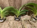 Vandachostylis Veeraphol Blooming Size (3.5” basket) - Image 4