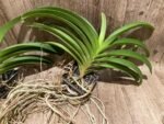 Vandachostylis Veeraphol Blooming Size (3.5” basket) - Image 5