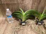 Vandachostylis Veeraphol Blooming Size (3.5” basket) - Image 6