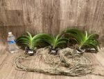 Vandachostylis Veeraphol Blooming Size (3.5” basket) - Image 7