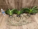 Vandachostylis Veeraphol Blooming Size (3.5” basket) - Image 8
