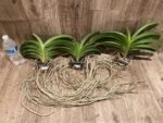 Vandachostylis Veeraphol Blooming Size (3.5” basket) - Image 2