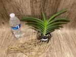 Vanda Laksi Blooming Size (3.5” basket) - Image 4