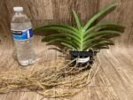 Vanda Laksi Blooming Size (3.5” basket) - Image 2