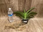 Vanda Laksi Blooming Size (3.5” basket) - Image 3