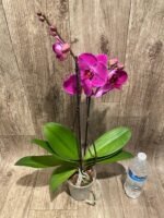 Double Spikes Phalaenopsis Lianher Red Apple (4" Pot) - Image 6