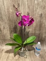 Double Spikes Phalaenopsis Lianher Red Apple (4" Pot) - Image 5