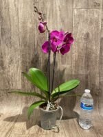 Double Spikes Phalaenopsis Lianher Red Apple (4" Pot) - Image 7
