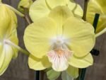 Double Spikes Phalaenopsis Yellow Butterfly Big Lip (3” pot) - Image 3