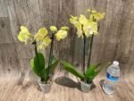 Double Spikes Phalaenopsis Yellow Butterfly Big Lip (3” pot) - Image 7